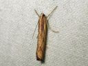 Agriphila_inquinatella_piennarheinakoisa_IMG_1763.JPG