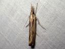 Agriphila_inquinatella_piennarheinakoisa_IMG_2257.JPG