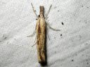 Agriphila_inquinatella_piennarheinakoisa_IMG_2544.JPG