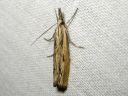 Agriphila_inquinatella_piennarheinakoisa_IMG_2561.JPG