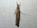 Agriphila_inquinatella_piennarheinakoisa_IMG_2670.JPG