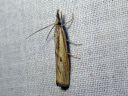 Agriphila_inquinatella_piennarheinakoisa_IMG_2936.JPG