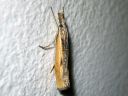 Agriphila_inquinatella_piennarheinakoisa_IMG_4931.JPG