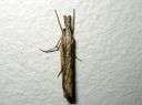 Agriphila_inquinatella_piennarheinakoisa_IMG_4935.JPG