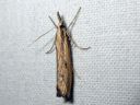 Agriphila_inquinatella_piennarheinakoisa_IMG_8589.JPG