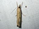 Agriphila_inquinatella_piennarheinakoisa_IMG_9349.JPG