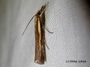 Agriphila_selasella_rantaheinakoisa_6_8_2017.jpg