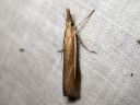 Agriphila_selasella_rantaheinakoisa_IMG_1453.JPG