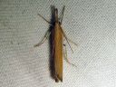 Agriphila_selasella_rantaheinakoisa_IMG_2546.JPG