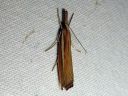 Agriphila_selasella_rantaheinakoisa_IMG_3352.JPG