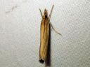 Agriphila_selasella_rantaheinakoisa_IMG_4097.JPG