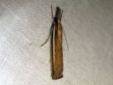 Agriphila_selasella_rantaheinakoisa_IMG_6604.JPG