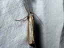 Agriphila_selasella_rantaheinakoisa_IMG_7470.JPG