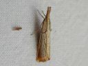 Agriphila_straminella_nurmiheinakoisa_IMG_2523.JPG