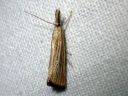 Agriphila_straminella_nurmiheinakoisa_IMG_2610.JPG