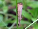 Agriphila_straminella_nurmiheinakoisa_IMG_3749.JPG