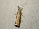 Agriphila_straminella_nurmiheinakoisa_IMG_4581.JPG