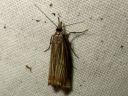 Agriphila_straminella_nurmiheinakoisa_IMG_5015.JPG