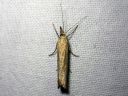 Agriphila_straminella_nurmiheinakoisa_IMG_5148.JPG