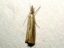 Agriphila_straminella_nurmiheinakoisa_IMG_6035.JPG