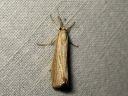 Agriphila_straminella_nurmiheinakoisa_IMG_9207.JPG