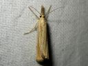 Agriphila_straminella_nurmiheinakoisa_IMG_9733.JPG