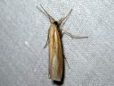 Agriphila_tristella_isoheinakoisa_IMG_2154.JPG