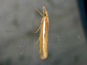 Agriphila_tristella_isoheinakoisa_IMG_2680.JPG