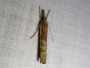 Agriphila_tristella_isoheinakoisa_IMG_2954.JPG