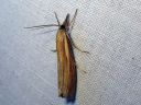 Agriphila_tristella_isoheinakoisa_IMG_3398.JPG