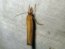 Agriphila_tristella_isoheinakoisa_IMG_3753.JPG