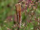 Agriphila_tristella_isoheinakoisa_IMG_4035.JPG