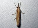 Agriphila_tristella_isoheinakoisa_IMG_4665.JPG