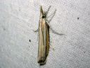 Agriphila_tristella_isoheinakoisa_IMG_5502.JPG