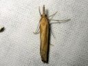 Agriphila_tristella_isoheinakoisa_IMG_5733.JPG