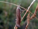 Agriphila_tristella_isoheinakoisa_IMG_5790.JPG