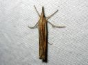 Agriphila_tristella_isoheinakoisa_IMG_5906.JPG