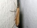 Agriphila_tristella_isoheinakoisa_IMG_6752.JPG