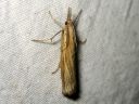 Agriphila_tristella_isoheinakoisa_IMG_7497.JPG