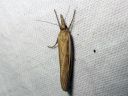 Agriphila_tristella_isoheinakoisa_IMG_7976.JPG