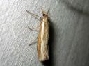 Agriphila_tristella_isoheinakoisa_IMG_8483.JPG