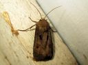 Agrotis_clavis_riipustekatkoyokkonen_IMG_5481.JPG