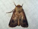 Agrotis_clavis_riipustekatkoyokkonen_IMG_5760.jpg