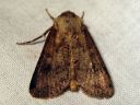 Agrotis_clavis_riipustekatkoyokkonen_IMG_5774.jpg