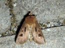 Agrotis_exclamationis_huutomerkkiyokkonen_IMG_0750.jpg