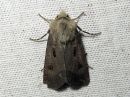 Agrotis_exclamationis_huutomerkkiyokkonen_IMG_0785.jpg