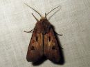 Agrotis_exclamationis_huutomerkkiyokkonen_IMG_1085.jpg