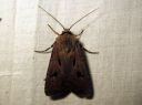 Agrotis_exclamationis_huutomerkkiyokkonen_IMG_1148.JPG