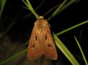 Agrotis_exclamationis_huutomerkkiyokkonen_IMG_1151.JPG