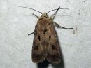 Agrotis_exclamationis_huutomerkkiyokkonen_IMG_1260.jpg